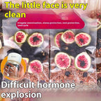 Black Wolfberry Tea Girls Health Care